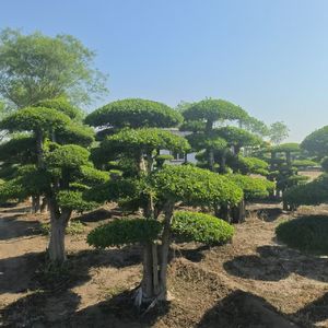 可惜人生没有如果