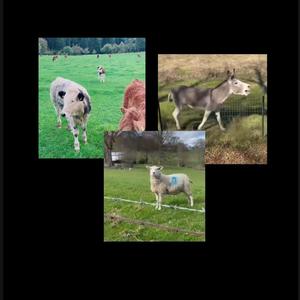 驴叫+羊叫+牛叫