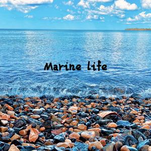 Marine life (Original Mix)