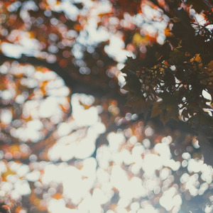 Looking For Sunny Days