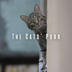 Mellow Beats for Contented Cats