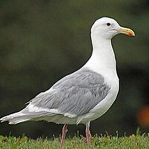 Zaczarowana Dorożka