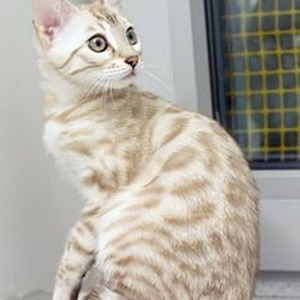 Carlitos (nightcore)