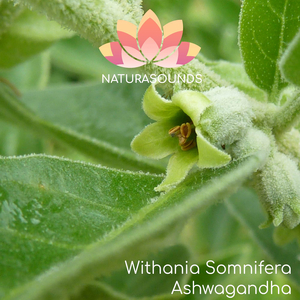 Withania Somnifera - Ashwagandha