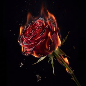 Rise Beyond the Ashes