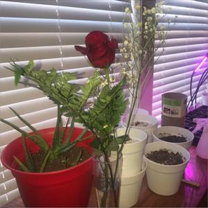 Enviornmental Catastrophe