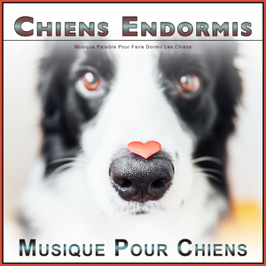 Musique instrumentale pour chiens