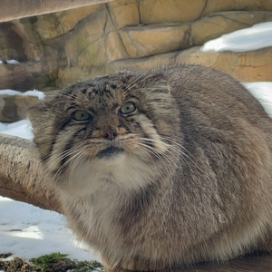 七夕の夜に ボルはゆく