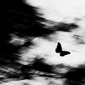 雪花飘向的远方