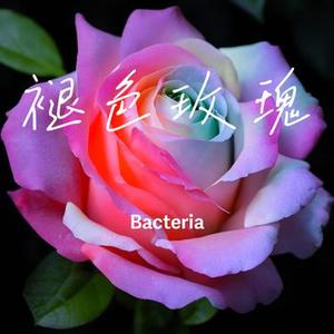 褪色玫瑰