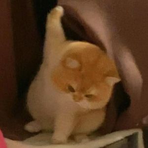 ちゅ、多様性。