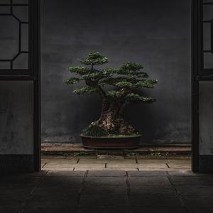 Bonsai