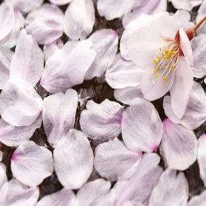 さくら変奏曲 (原曲より一部抜粋・編集)