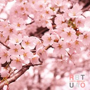 벚꽃, 봄이 내리다