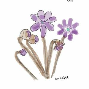 노루귀 꽃이야기