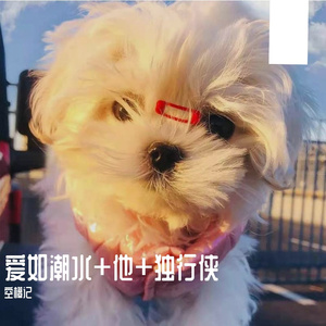 爱如潮水+他+独行侠（翻自 YKEY）