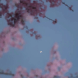 花开花落