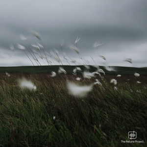 The Way The Wind Blows