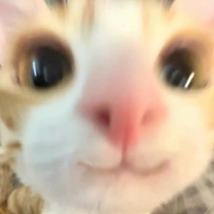 青花（女声版）