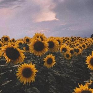 给我亲爱的姑娘