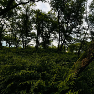 Havens（Alcest Cover）