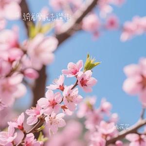 桃花笑 (Cover 汪睿)