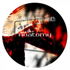 Anatomy (Original Mix)