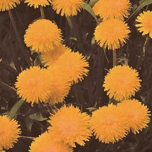 DANDELIONS I LOVE FINAL MIX