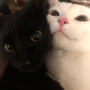 Meow