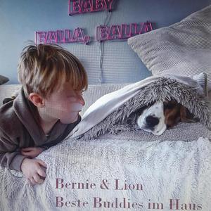 Bernie und Lion (Beste Buddies im Haus)
