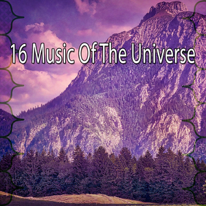 纯净宁静的森林