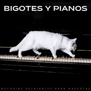 Cerebración Constante