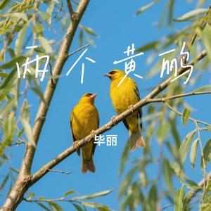 两个黄鹂