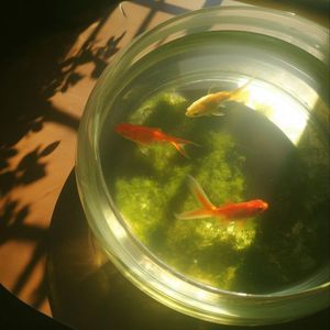 谁都无法共情（伴奏）