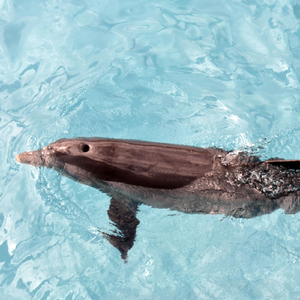 Finalizando em Jarinu