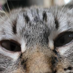 The Ballad of Oscar and Freddy