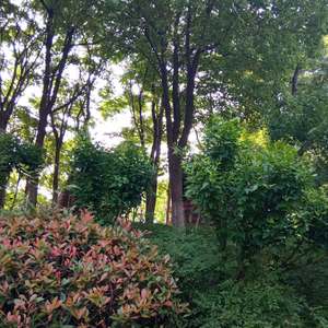 为了梦想 (伴奏)