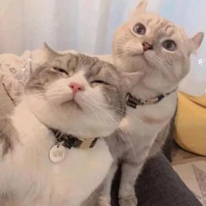 爱要怎么说出口