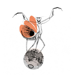 Praying Mantis Dilemna