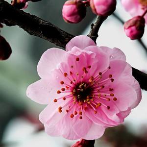 《望春风》单簧管与民乐