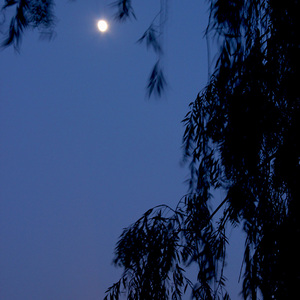 梦里花落知多少