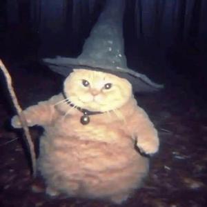 magical cat wizard