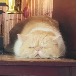 我是蜜柚小猫咪