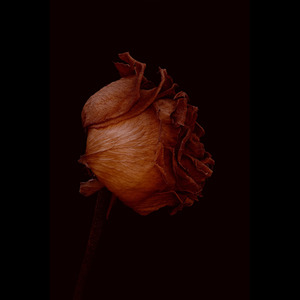Without U