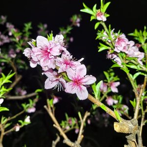 《不敢问的痛》