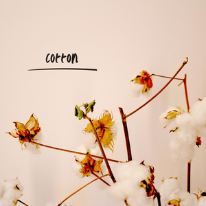 Cotton
