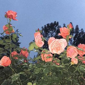 大鱼（钢琴版）