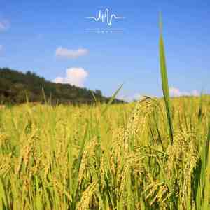 傍晚的天空-钢琴 (助眠曲)