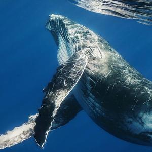 存在Part1（高音版）(Prod by JackieBoysBeatz&Zekecske)