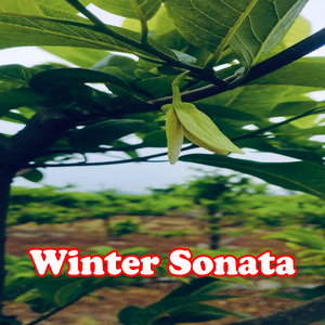 Winter Sonata